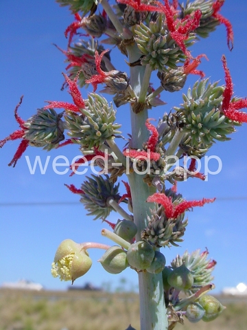 castorbean